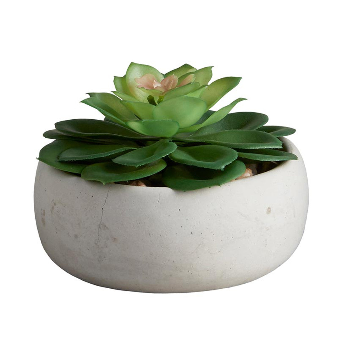 Potted Succulent